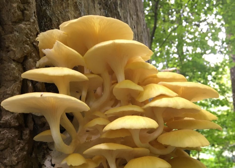 Pleurotus citrinopileatus: Farben landen auf NaturNext